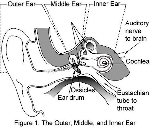 a diagram of the inner ear