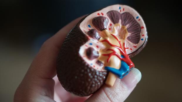 a person holding a diorama of a kidney