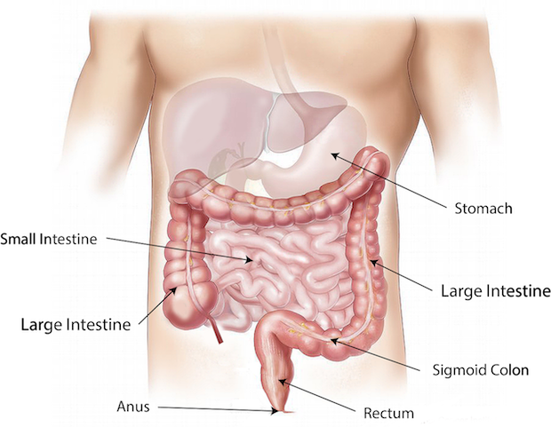 a photo showing the different parts of the stomach