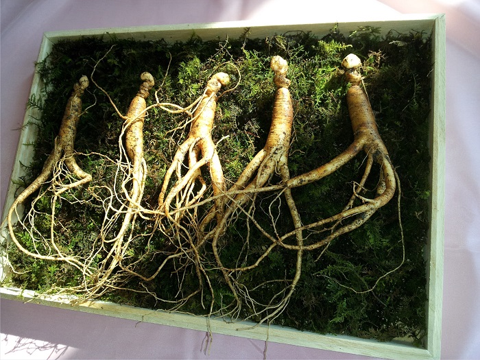 Five ginseng root plants