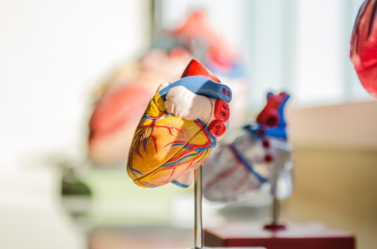 Plastic anatomy figurine of human heart on display