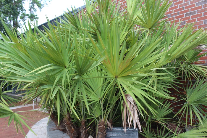 Image of saw palmetto tree