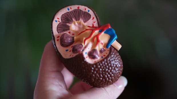 A hand holding a plastic model of a kidney