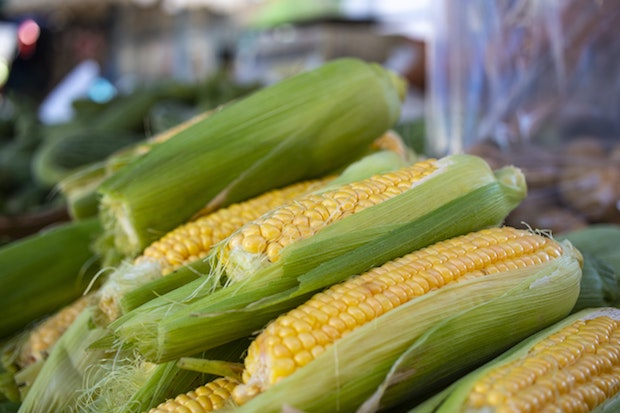 fresh corn stacked on top of each other