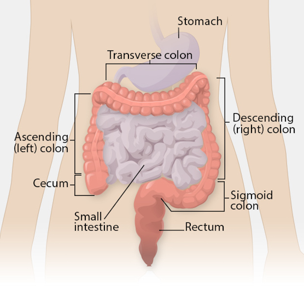 a diagram of the intestinal structures