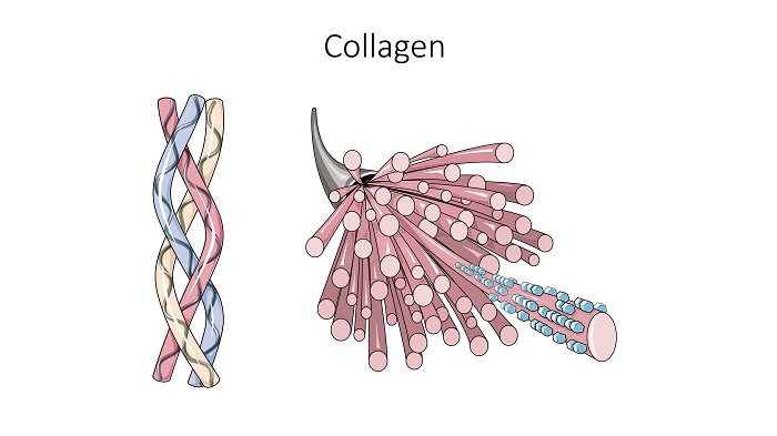 3D image of collagen fibers